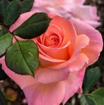 Kakoli Ray - Facebook
