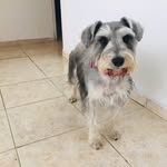 Kala La Schnauzer - @kala__baker - Instagram