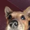 Kalaup Cooper988 - @kalaupcooper0 - TikTok