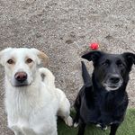 Kala 🐶Moss 🐶Pichí 🐣Pichú 🐣 - @mosskalapichipichu - Instagram