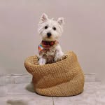 kala_the_westie - @kala_the_westie - Instagram