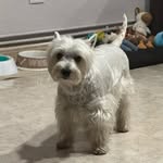 KalitaWesty 🐶🐾 - @kalawesty - Instagram