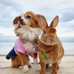 KALA & WILSON - @chihuahua_bunny - Instagram