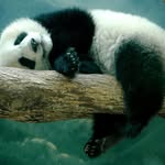 Kalan Harris - @pandi_2.0_ - Instagram