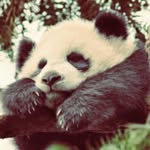 kalanharris - @pandigamer2222 - Instagram