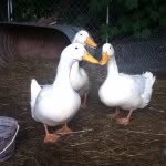 Kaleb Blankenship - @duckman2002 - Instagram