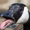 Kaleb_bowen - @kaleb_bowen - TikTok
