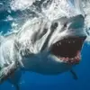 Kaleb Bridges - @kaleb.bridges - TikTok
