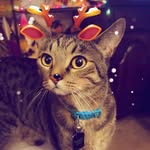 Kaleb Carpenter - @sagey_ollie_kitties775 - Instagram