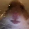Caleb Chalmers - @davidchalmers - TikTok