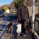 Kaleb Coleman - @kalebcaninetraining_ - Instagram