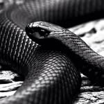 Caleb Crowe - @t9t_leader - Instagram