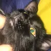 Kaleb doyle - @stop_animal_abused - TikTok