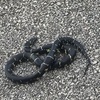 Kaleb_Elliott🐍🐆 - @kalebelliott14 - TikTok