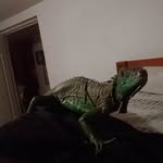 Kaleb Flores - @nug3t_ - Instagram