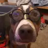 Barko - @kaleb.is.my.friend - TikTok