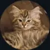 Kaleb Gardner - @kaleb.gardner8 - TikTok