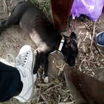 Kaleb Guzman - @kaleb.guzman.528 - Instagram