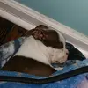 kalebguzman395 - @kalebguzman395 - TikTok