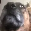 kalebharding0 - @kalebharding0 - TikTok