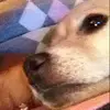 kaleb Hebert  - @faze_gaming_channel - TikTok