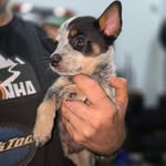 Kaleb o Blue Heller - @kalebblueheller - Instagram