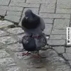 Kaleb Klein - @joe._.mamba - TikTok