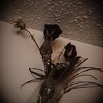 Kaleb McCall - @kalebmccall80 - Instagram