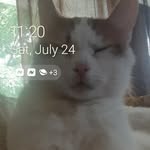 Caleb McCray - @bigboycatandlitlcat - Instagram