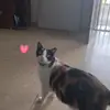 Kaleb_starmoon - @kaleb.starmoon - TikTok