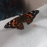 Kaleb Moran - @bughunter06305 - Instagram