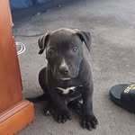 Kaleb Morrow - @vatolocoesse213 - Instagram