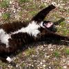 Kaleb Palmer - @bootsthecat7397 - TikTok