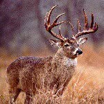 caleb randolph - @the_buckster_48 - Instagram