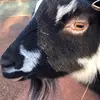 kaleb - @kaleb.reed8 - TikTok
