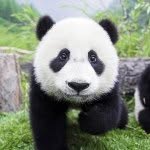 Caleb Sharpe - @the_magicstical_panda - Instagram