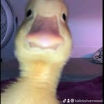 Kaleb Silverwood - @kaleb_silverwood - Instagram