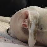 Jackson S - Kaleb Stanley - @jackson_the_whippet - Instagram