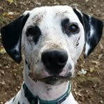 Kaleb Stein - @puppers_doggos12462 - Instagram
