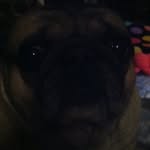 Kaleb Weaver - @pugsarelife45 - Instagram