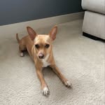 Kaleb Whitaker - @kaleb_dog_fan - Instagram