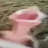 Kaleb White - @kaleb.white324 - TikTok