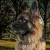 kalebwyatt385 - @kalebwyatt385 - TikTok