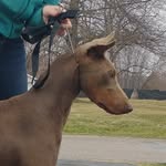 Kalee Jackson - @a.cup.of.latte.dobe - Instagram