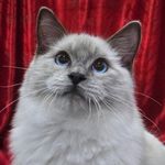 Kayleigh Hardman - @kingstoncats2015 - Instagram