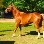 Kaley Elizabeth Freeman - @luzmyhorsesunny - Instagram