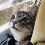 Kaley Cho - @kaleyfosterscats - Instagram