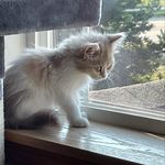 Kaley Fuller - @my_mochicat - Instagram