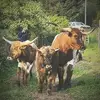 kaleygreene1 - @kaley.greene - TikTok