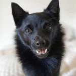 Kaley Jordan - @kayleyjordan_wuvmypuppy - Instagram